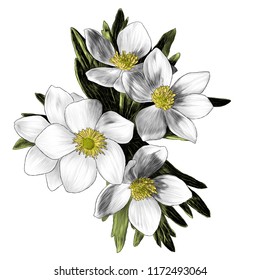 flowers anemone with leaves bouquet branch, sketch vector graphic color illustration on white background