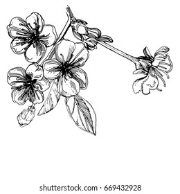 Flowers of the apple tree. Tree branch. Fruit tree. Spring. Vector. Graphic arts. One color. A sketch.