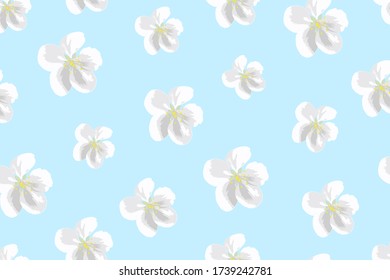 flowers of apple tree. isolated on pale blue background