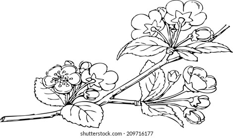 flowers of apple trees, blooming apple tree, flowering tree, twig with flowers, spring