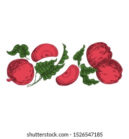 Flowers and apples. Vector picture. Wedding invitation template, egology concept, vegan food, cafe, restaurant, illustration for apple juice package