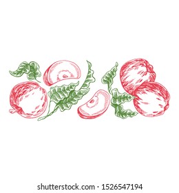 Flowers and apples. Vector picture. Wedding invitation template, egology concept, vegan food, cafe, restaurant, illustration for apple juice package
