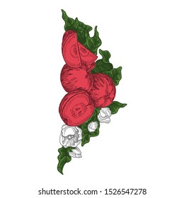 Flowers and apples. Vector picture. Wedding invitation template, egology concept, vegan food, cafe, restaurant, illustration for apple juice package