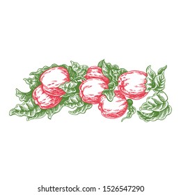 Flowers and apples. Vector picture. Wedding invitation template, egology concept, vegan food, cafe, restaurant, illustration for apple juice package