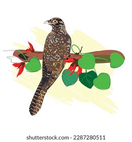 flowers and Asian koel (koha) vector illustration