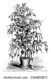 The flowers of Beaconsfield Fuchsia Earl are pink and reddish. The leaves of this flower are small and decadent; its flowers hang downwards, vintage line drawing or engraving illustration.