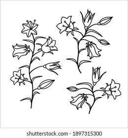 The flowers of the bell on a white isolated background. Vector illustration.
