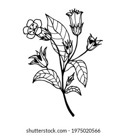 belladonna flower drawing