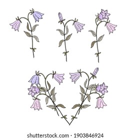 Flowers bells. Bouquets.  Vector illustration.