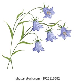 Flowers bells on the stem. Vector drawing.