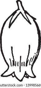 Blumen sind glockenförmig mit schmaler und abgerundeter Vorderseite, Vintage-Linien-Zeichnung oder Gravur-Illustration.