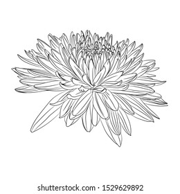 Flowers in black line isolated on white background. Floral elements in contour style with Japanese national flower chrysanthemum for summer design and coloring book.