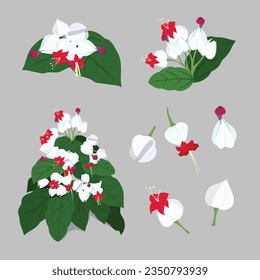 The flowers of a bleeding heart vine, Clerodendrum thomsoniae.; Wellesley, Massachusett 