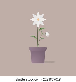 Flowers bloom in pots, white petals. vector illustration