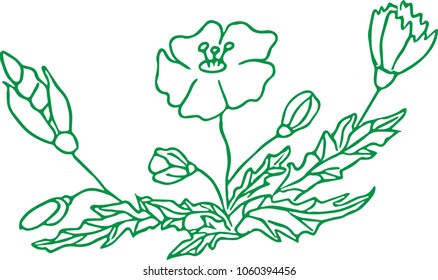 Flowers. Bloom vector illustration.
