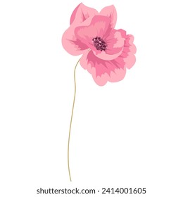Flowers of a blooming poppy on a stalk. White background, vector image