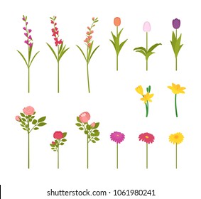 Flowers in blossom set. Ornamental plant, tulip, rose, verbena, snowdrop bouquet, bunch for florist shop. Garden landscape design, environment, ecology concept. Vector flat style cartoon illustration