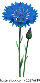 Flowers blue cornflower (Centaurea cyanus),  vector