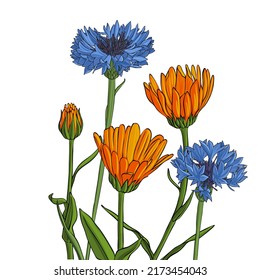 flowers of blue cornflower and pot marigold, vector drawing wild plant at white background , hand drawn botanical illustration