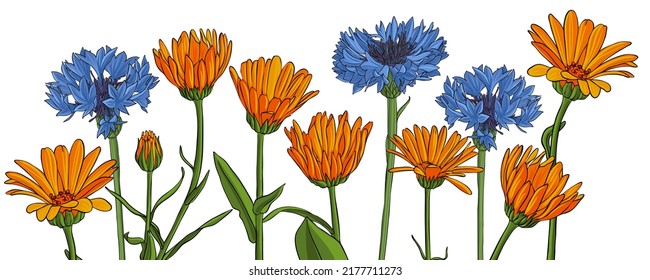 flowers of blue cornflower and pot marigold, vector drawing wild plant at white background , hand drawn botanical illustration