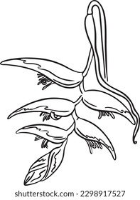 Flowers, botanical hand drawn illustration heliconia. Tropical. Vector botanical illustration, contour graphic drawing. For summer design and coloring book. Concept for logo, print, label