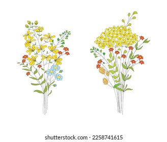 Flowers boukets. Hand drawn  herbs, plants and elegant leaves. Botanical rustic trendy greenery vector