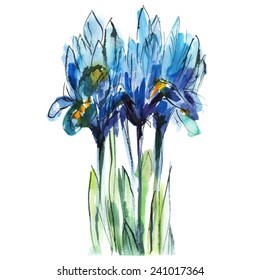 flowers/ bouquet of blue irises on a white background/ watercolor sketch