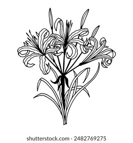 Flowers bouquet Nerine, spider lily. Vector stock illustration eps10. Isolate on a white background, outline. Hand drawing. 