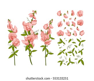 Flowers Bouquet - Summer Background With Sweet Pea (Lathyrus Odoratus). Hand Drawn Vector Illustration.