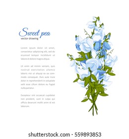 Flowers bouquet - Summer background with Sweet pea (Lathyrus odoratus). Hand drawn vector illustration.