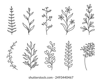 Flowers branch doodle. Hand drawn herbs line plants with leaves. Summer and spring rural branches. Natural decorative foliage sketch leaf. Floral isolated elements for wedding greeting card vector set