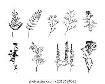 Flowers and branches hand drawn collection isolated on white background. Floral graphic elements big set. Doodle style