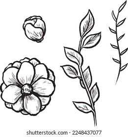Flowers and branches ink illustration. Ink vector drawings set. 