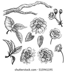 Flowers, branches, leaves of Chinese plums isolated on white background. Vector illustration of vintage engraving style. For the decoration of clothing, phone cases, wedding design, interior objects