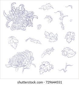 Flowers, branches, leaves Japanese chrysanthemum isolated on a white background. Vector illustration of vintage engraving style. For decoration clothing, phone cases, wedding design, interior objects	
