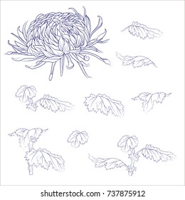 Flowers, branches, leaves Japanese chrysanthemum isolated on a white background. Vector illustration of vintage engraving style. For decoration clothing, phone cases, wedding design, interior objects