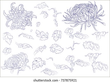 Flowers, branches, leaves Japanese chrysanthemum isolated on a white background. Vector illustration of vintage engraving style. For decoration clothing, phone cases, wedding design, interior objects