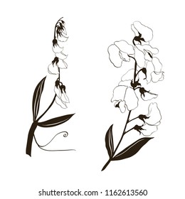 Flowers and branches of sweet pea. Vector illustration. Wallpaper. Use printed materials, signs, items, websites, maps, posters, postcards, packaging.