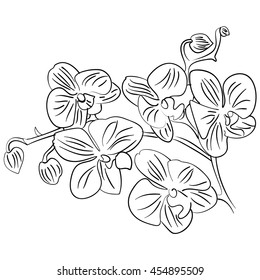 flowers with bud outline sketch vector illustration of flowers in black and white colors.