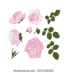 flowers, buds and leaves rose and wild rose, hand drawing.