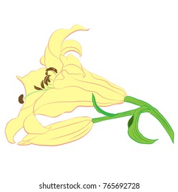 Flowers, buds and leaves of a yellow lily.  Vector. Floral motifs. Use printed materials, signs, items, websites, maps, posters, postcards, packaging.