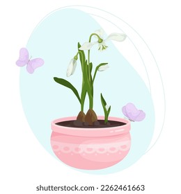 Flowers and buds of a snowdrop in a flowerpot with flying butterflies on an abstract background.Vector graphics.