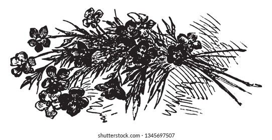 The flowers in bunch, the flowers stem cut from the base with leaf, vintage line drawing or engraving illustration.