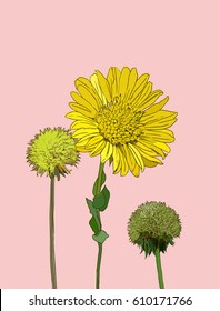  flowers calendula clover . illustration yellow color flower.