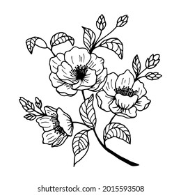 Flowers Camellia Sasanqua. Stock vector illustration eps10, outline hand drawing. Isolate on a white background. 