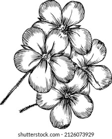 Flowers can be used as an element for a pattern, logo, wedding decor. Vector illustration 