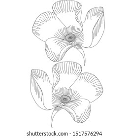 flowers, cape primrose line expand icon on white background