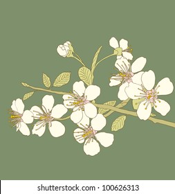 Flowers of the cherry blossoms on a green background