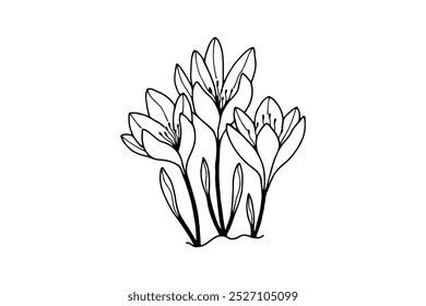 Flores Colchicum, Crocus de outono. Ilustração de estoque vetorial eps 10. desenho de mão. linha de fora.