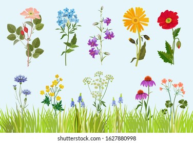 Flowers collection. Botanical wild plants field meadow vector drawing in cartoon style